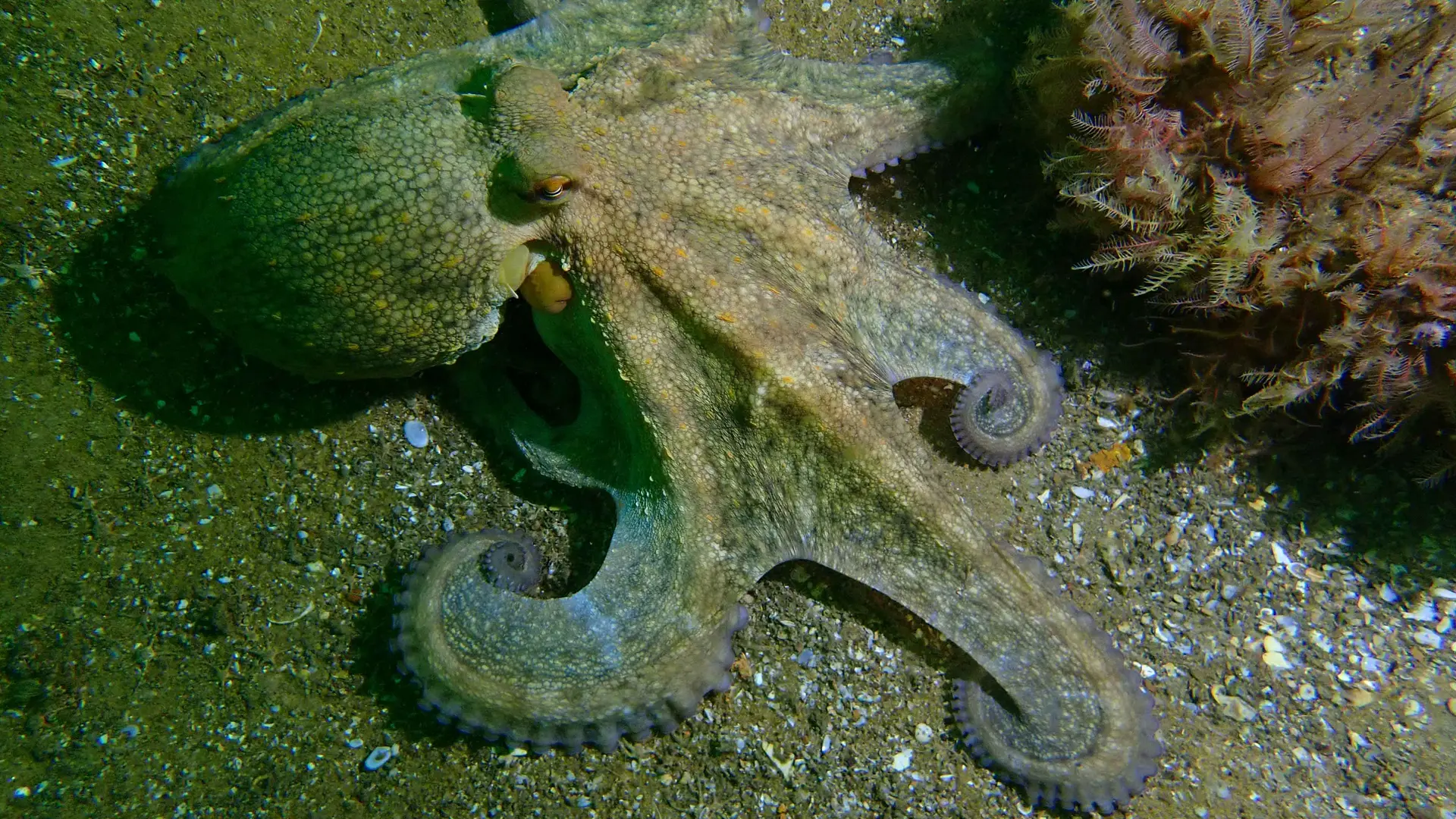 Oktopus