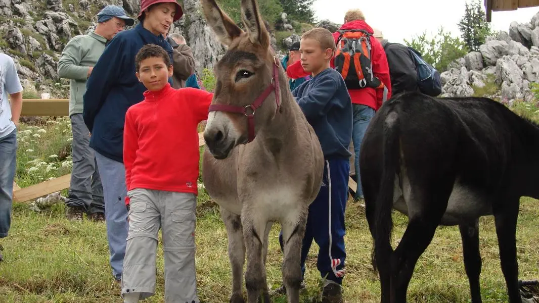 Randonnée avec nos ânes