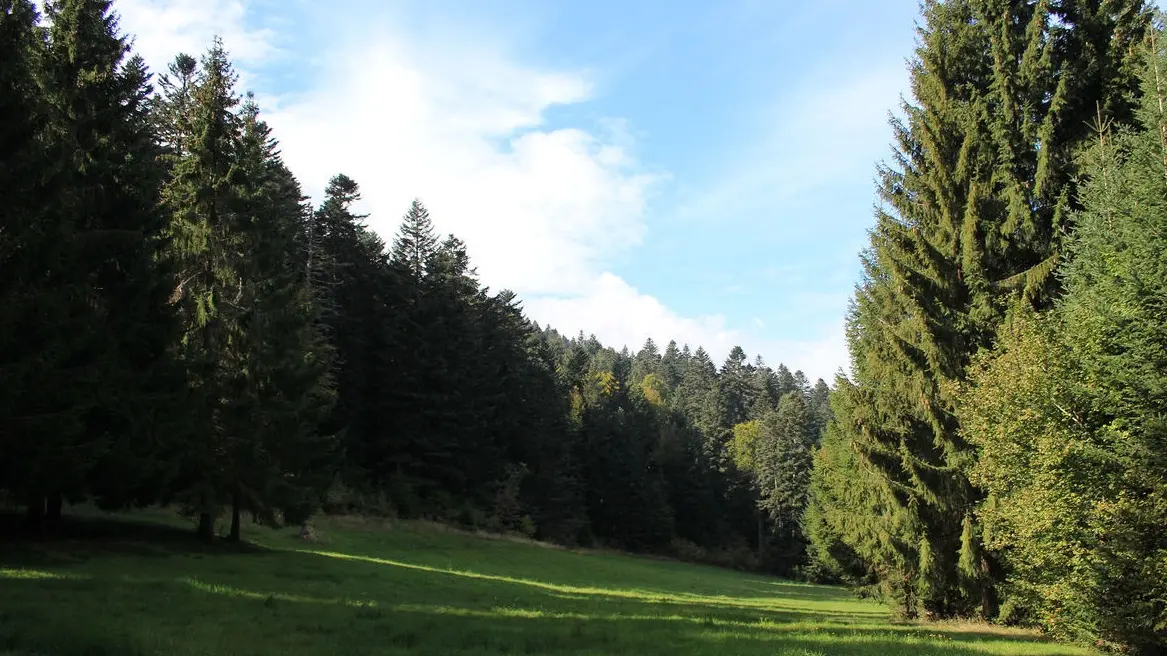 Foret_de_Becajat1.jpg recadrée.jpg