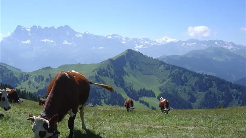 Trail du Tenne - Châtel