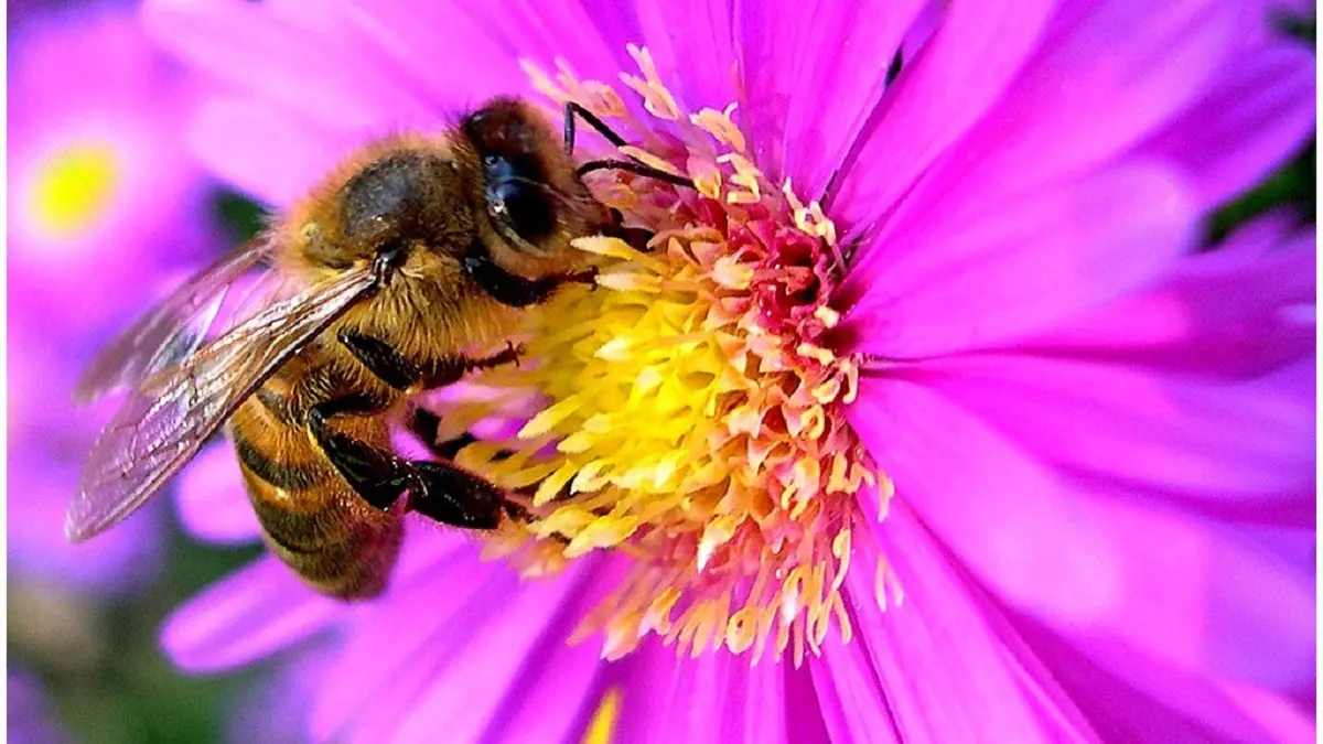 Abeille