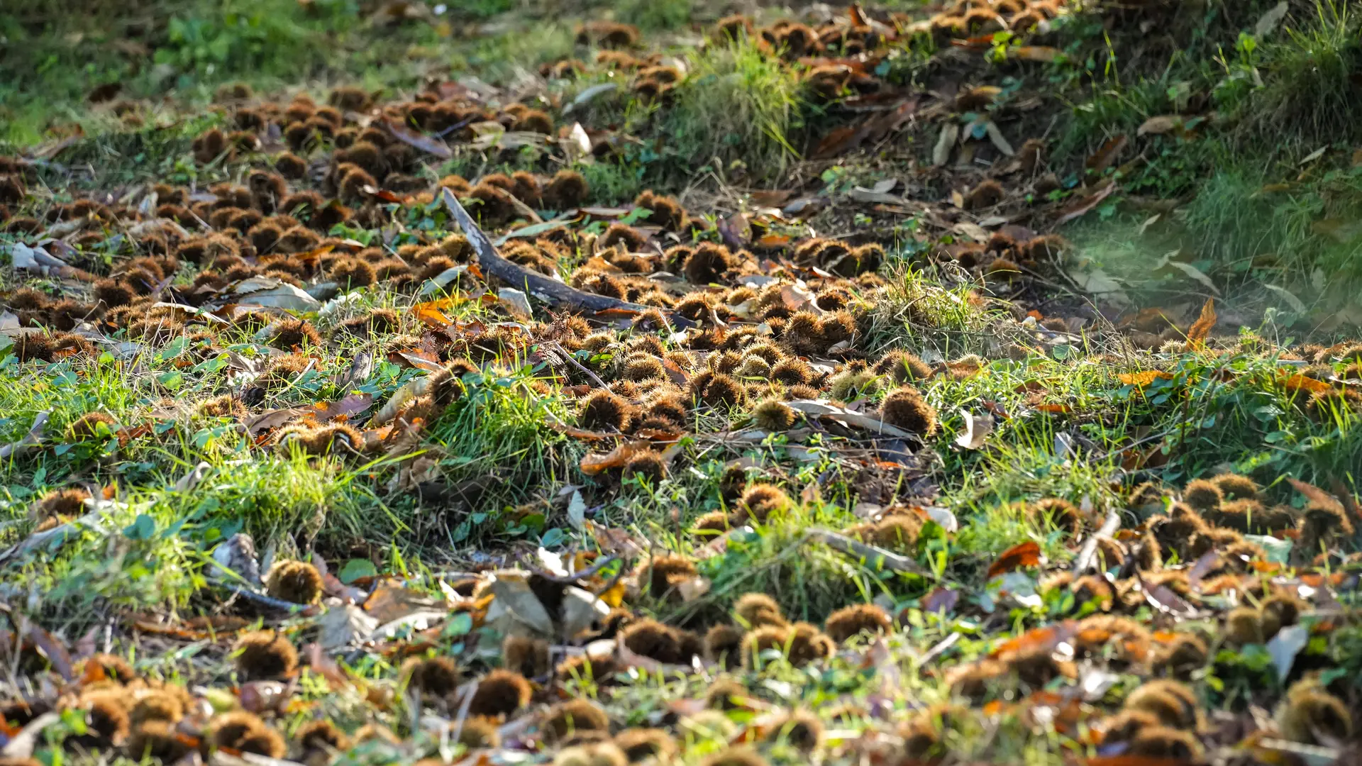 Chataigneraie Godissard à Collobrières