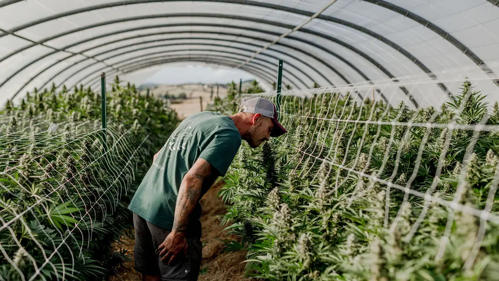 Les Plantes de Tomine, producteurs de CBD