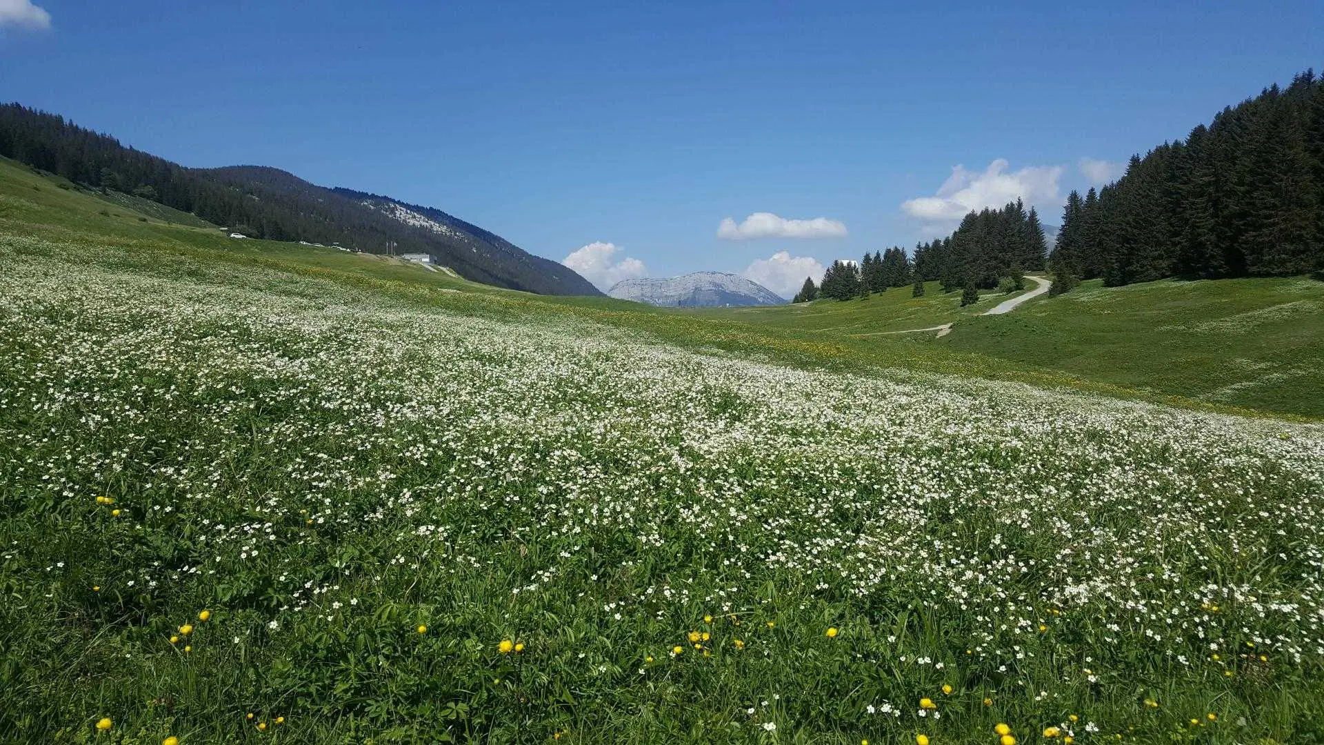 Le Plateau en fleurs