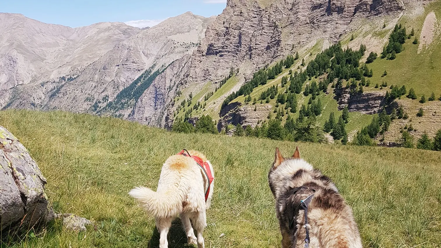 Wild Expériences chien de traîneau