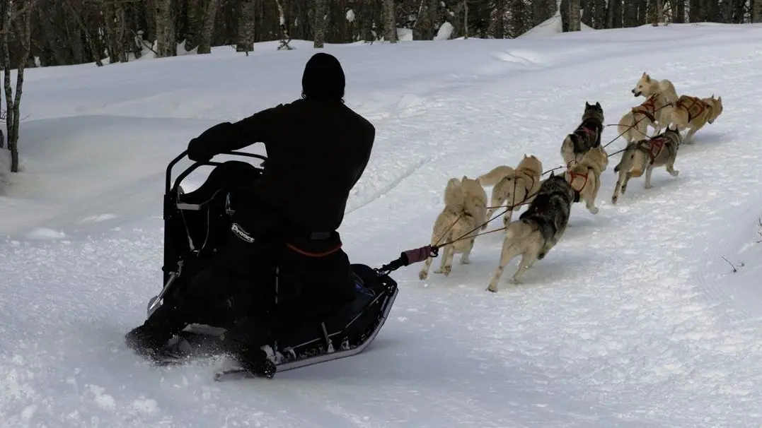 Mushing