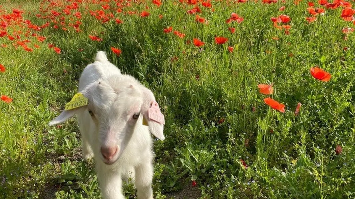 La Petite Ferme Pédagogique à Saint-Rémy-de-Provence