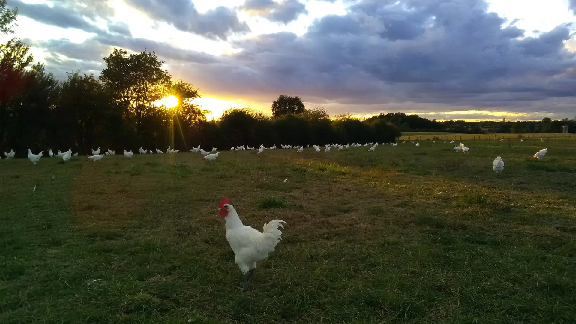 La volaille de Bresse gambadant dans les prés au coucher-lever du soleil