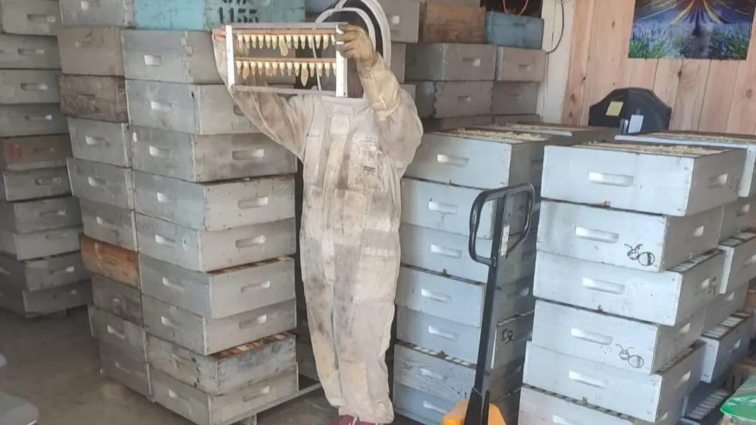 Vérification des cellules royales