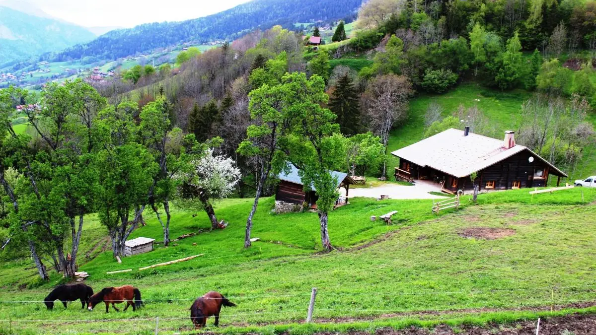 nos poneys dans le parc du gite