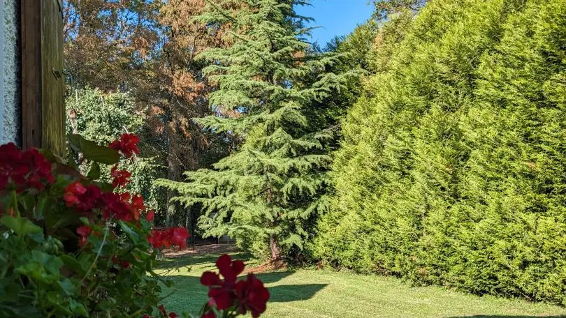 Les géraniums fleuris sous les fenêtres