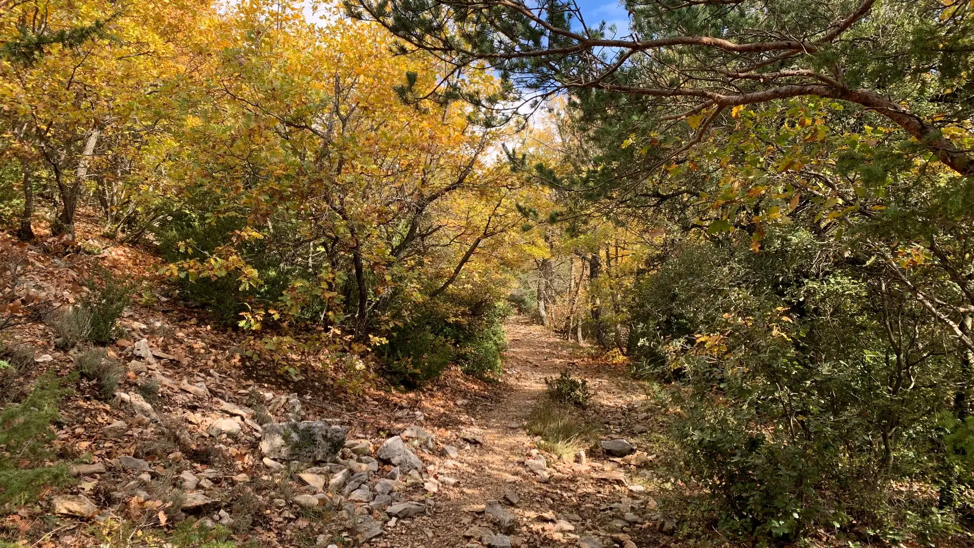 Essences d'arbres emblématiques du Mont Ventoux