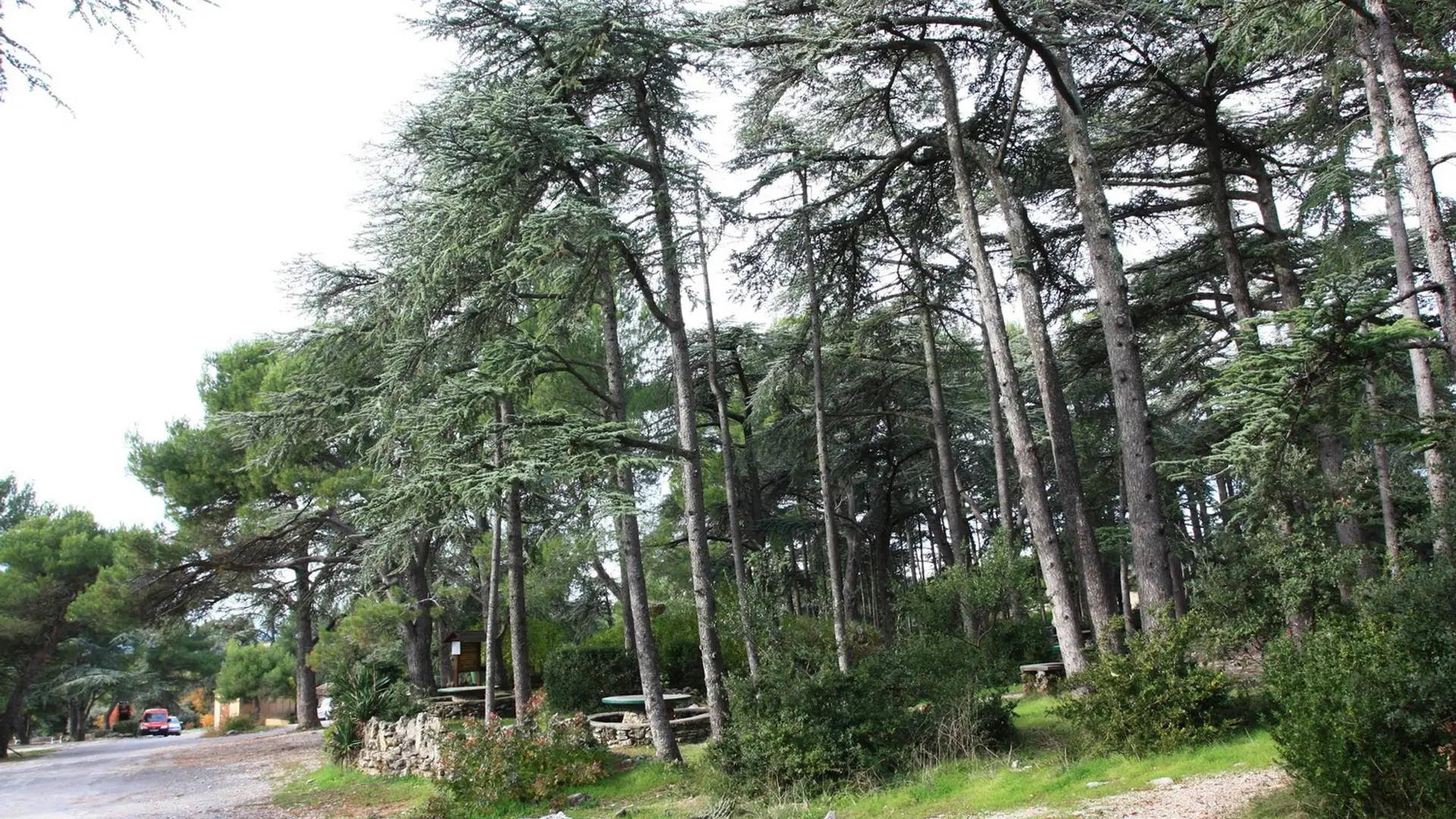 Cédraie de Cabrières-d'Avignon