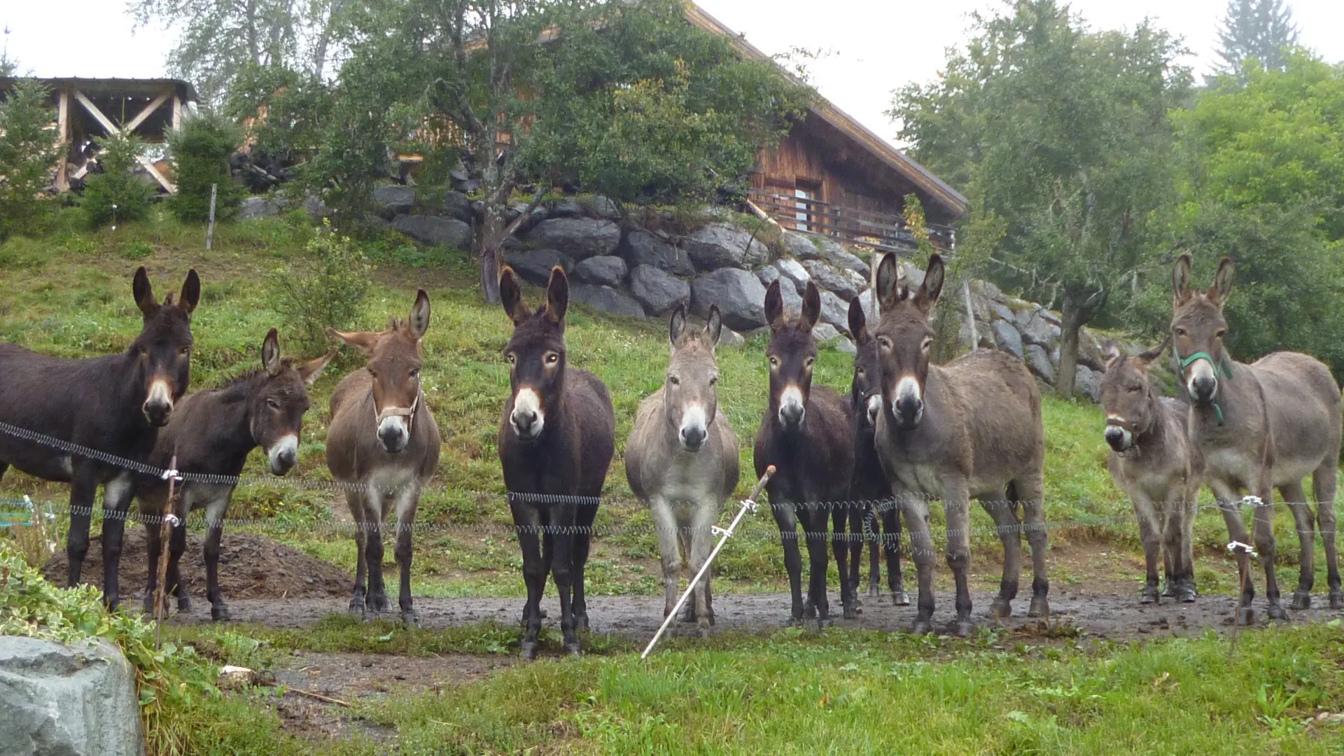 j'ai 10 ânes et bientôt 12.ils sont très gentils et aiment beaucoup le pain sec et les carottes. mais leur alimentation principale, l'hiver c'est du foin et l'été c'est de l'herbe.