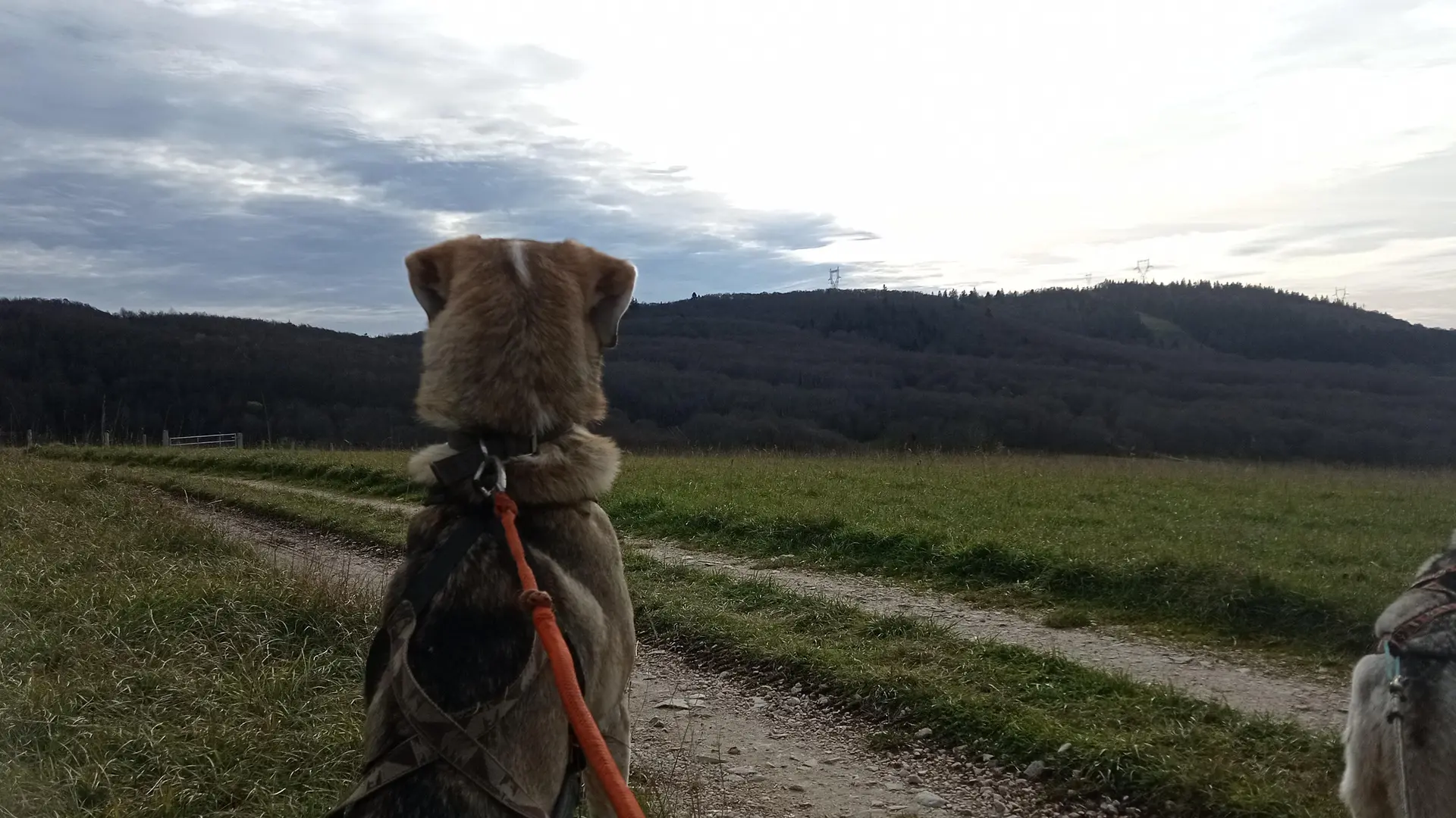 Balade tractée par les chiens avec Lisa Plaza