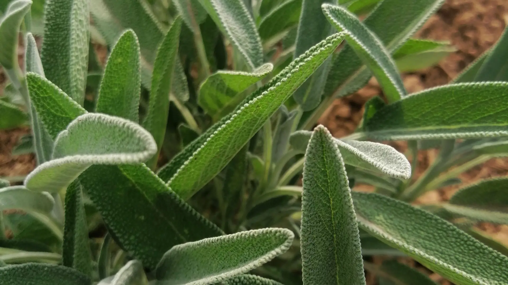 La sauge (l’inconditionnelle des  Druides)