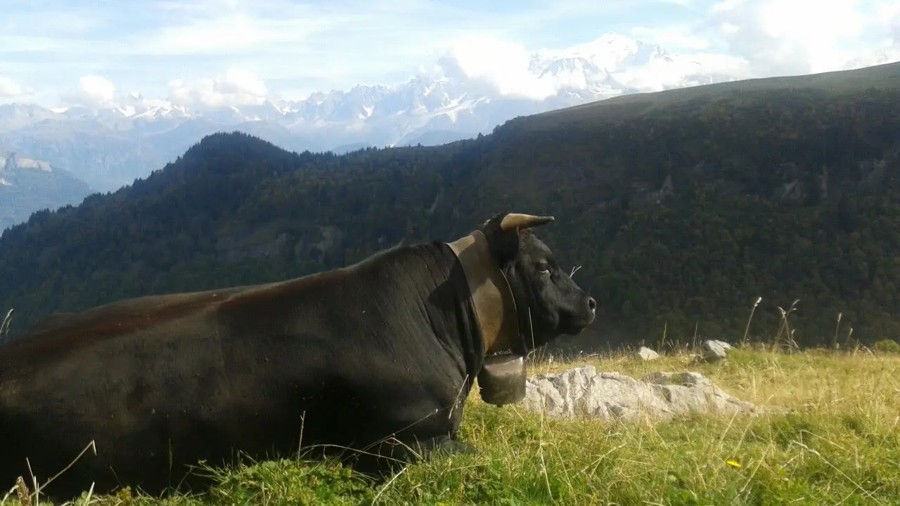 Vache Herens