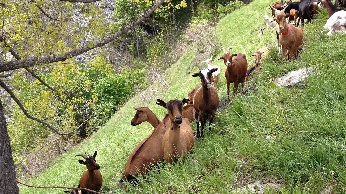 Chèvres de la Ferme des Molières