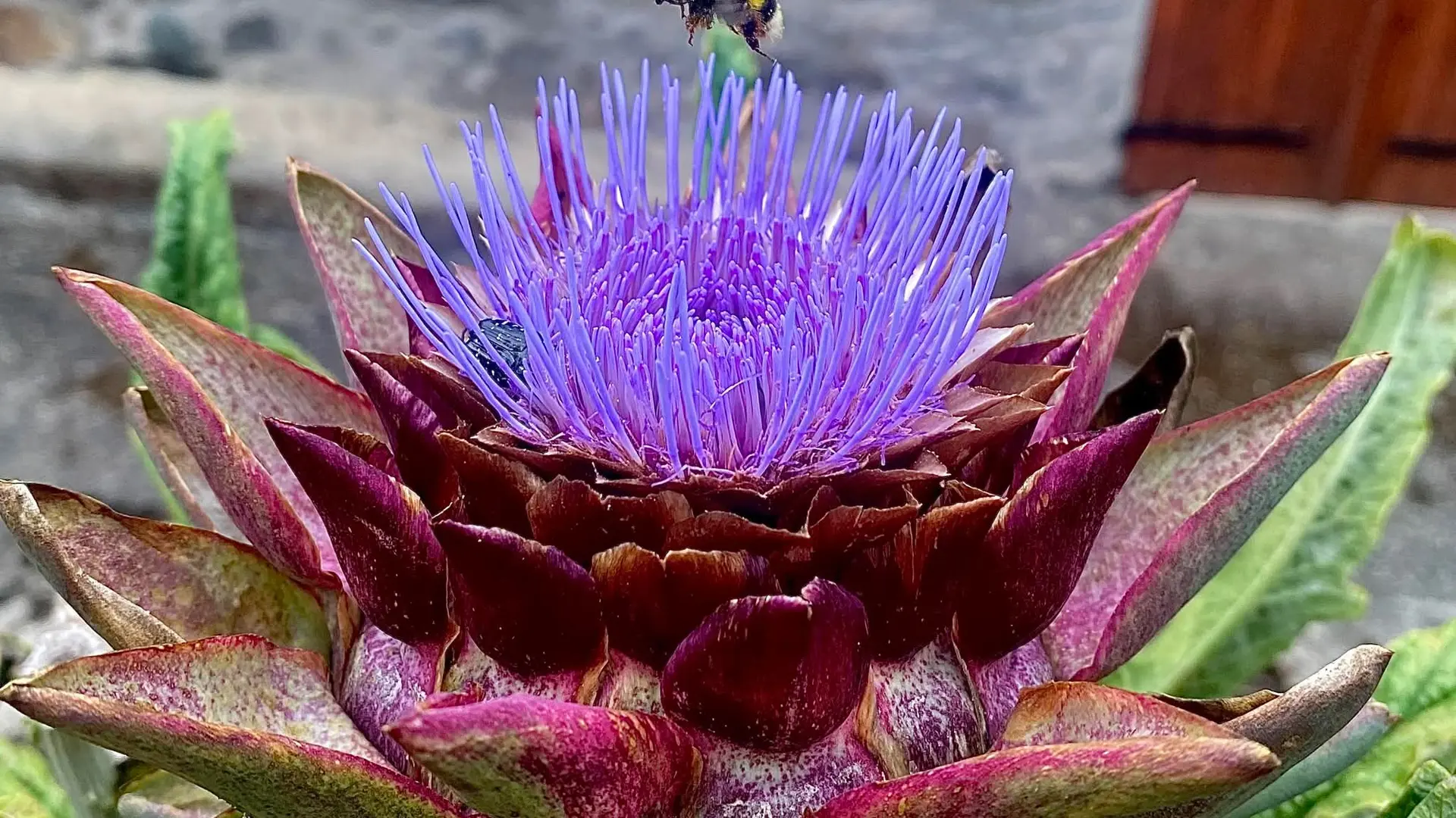 Fleurs et bourdon