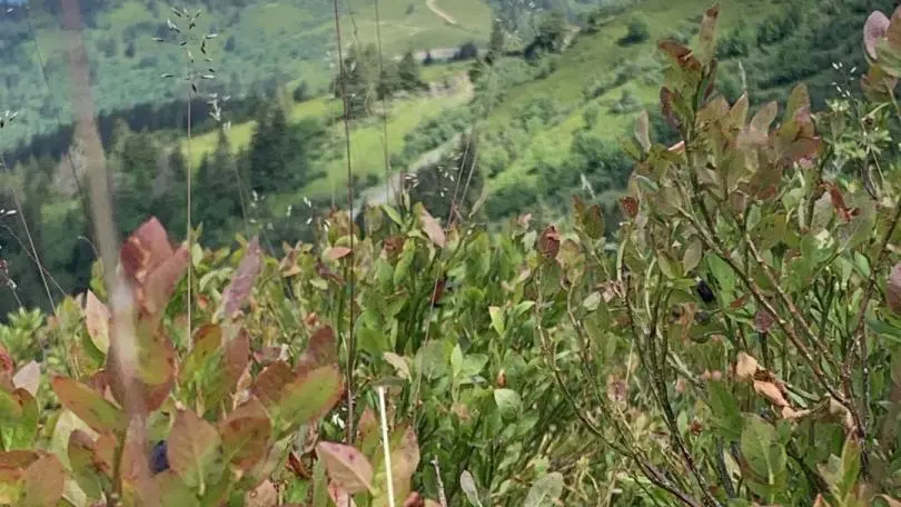 MIAM !!! RAMASSER DES MYRTILLES FACE AU MONT-BLANC