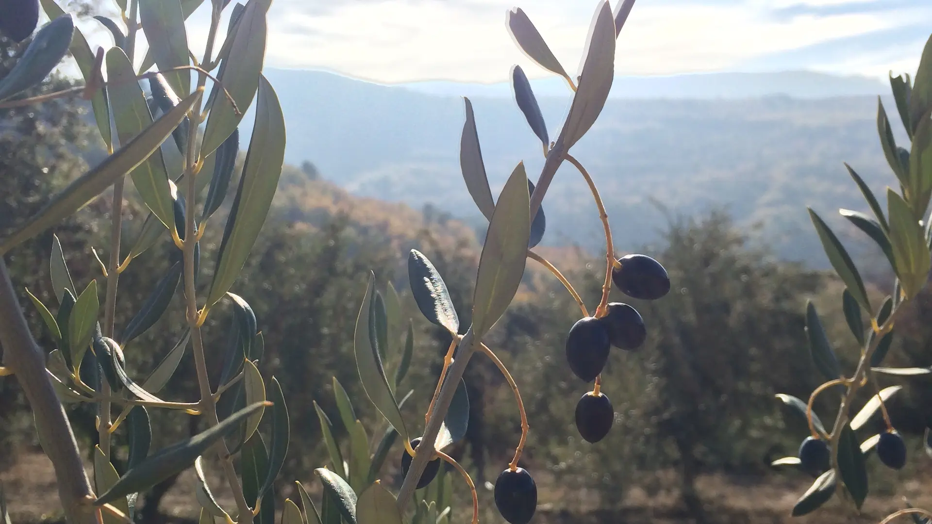 Huile d'olives, cerises, laines : polyculture