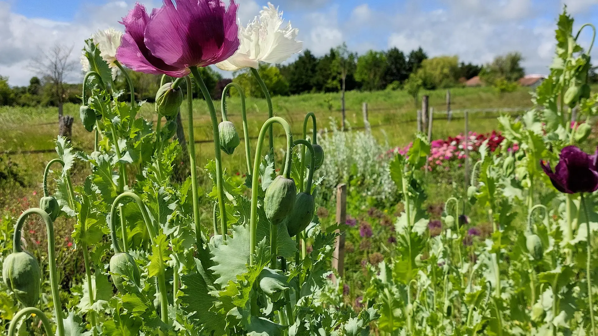 Pavots géants