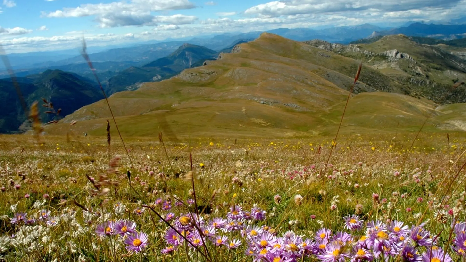 Asters sur le Chiran