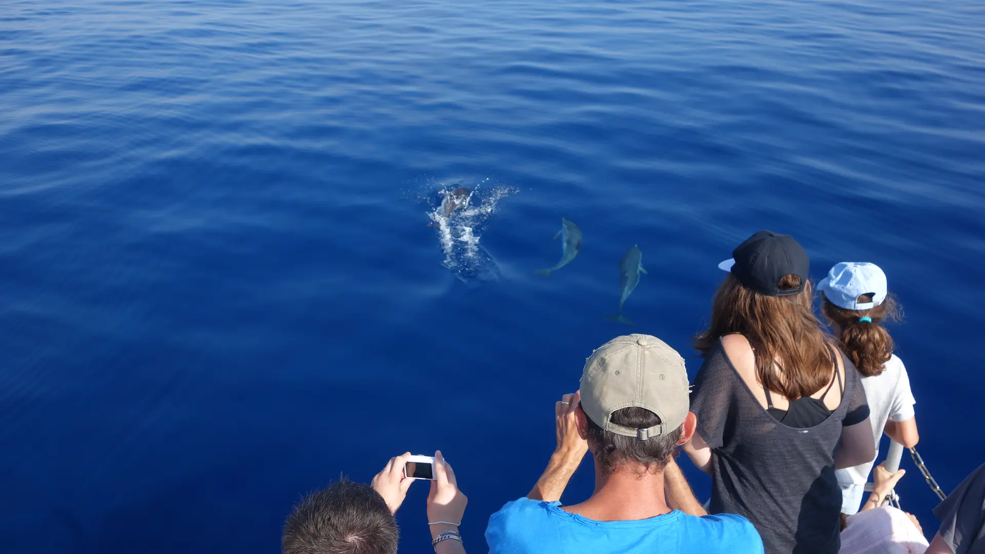 A la rencontre des dauphins et mammifère