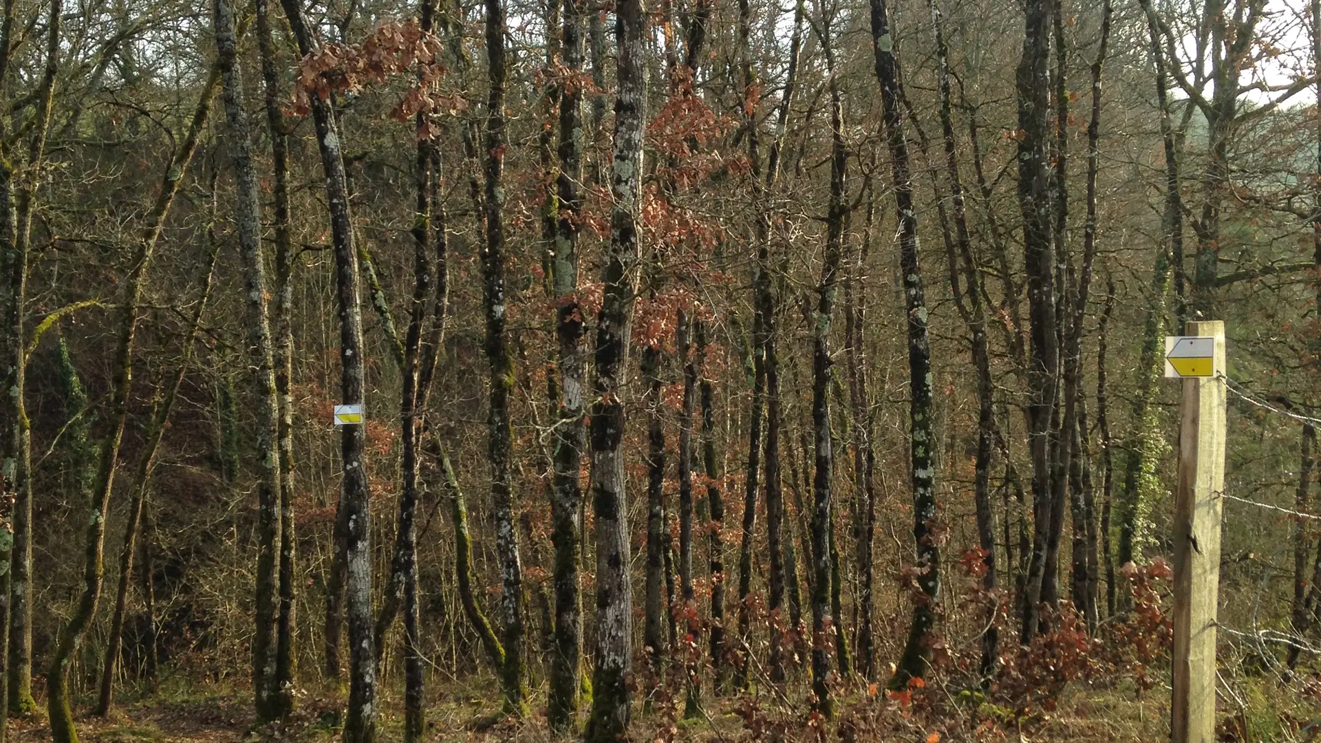 Sentier dans un bois en hiver