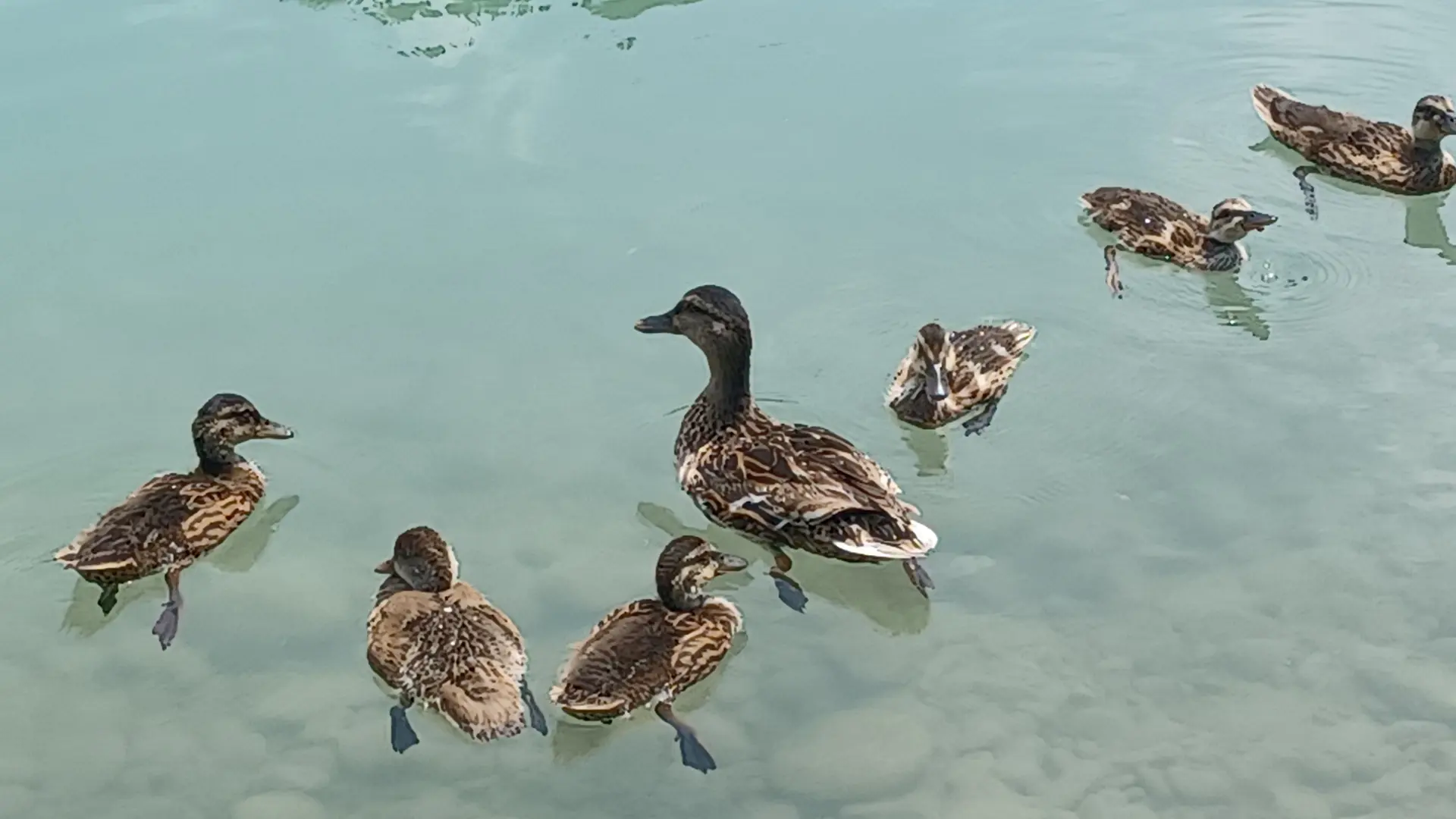 Canards