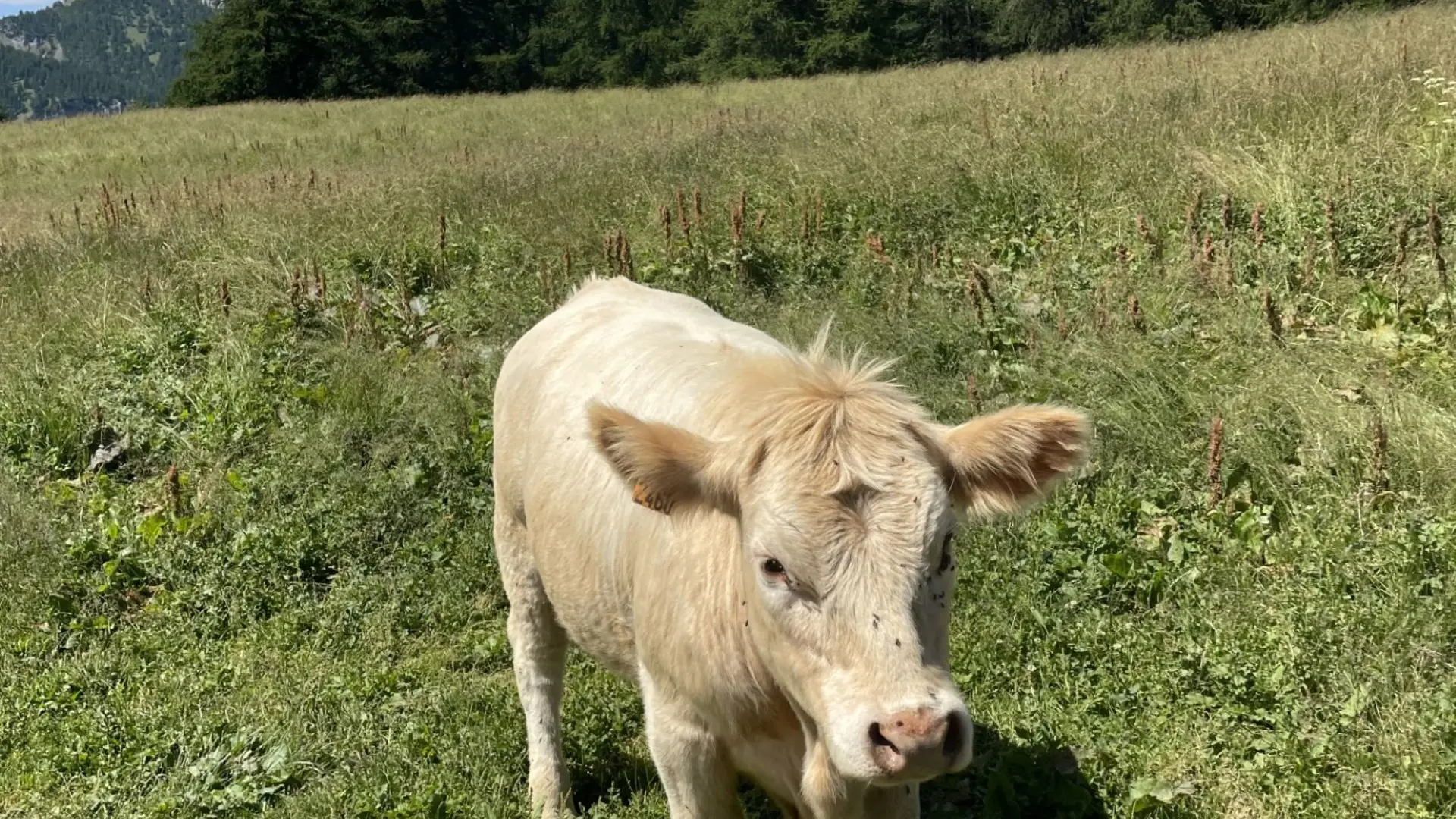 vache piemontaise, paturage