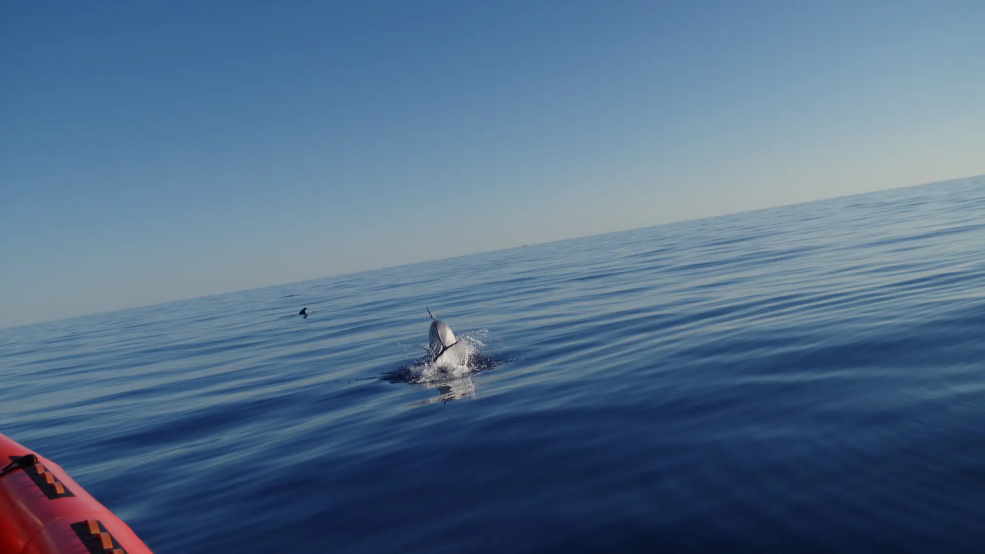 Sea life watching