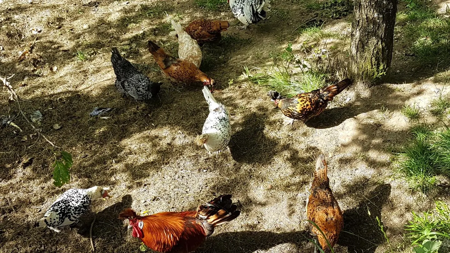 voici nos poules dans leur parc d'été