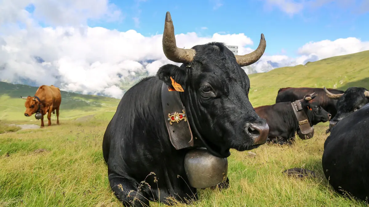 Vache d'Hérens au Col de Balme