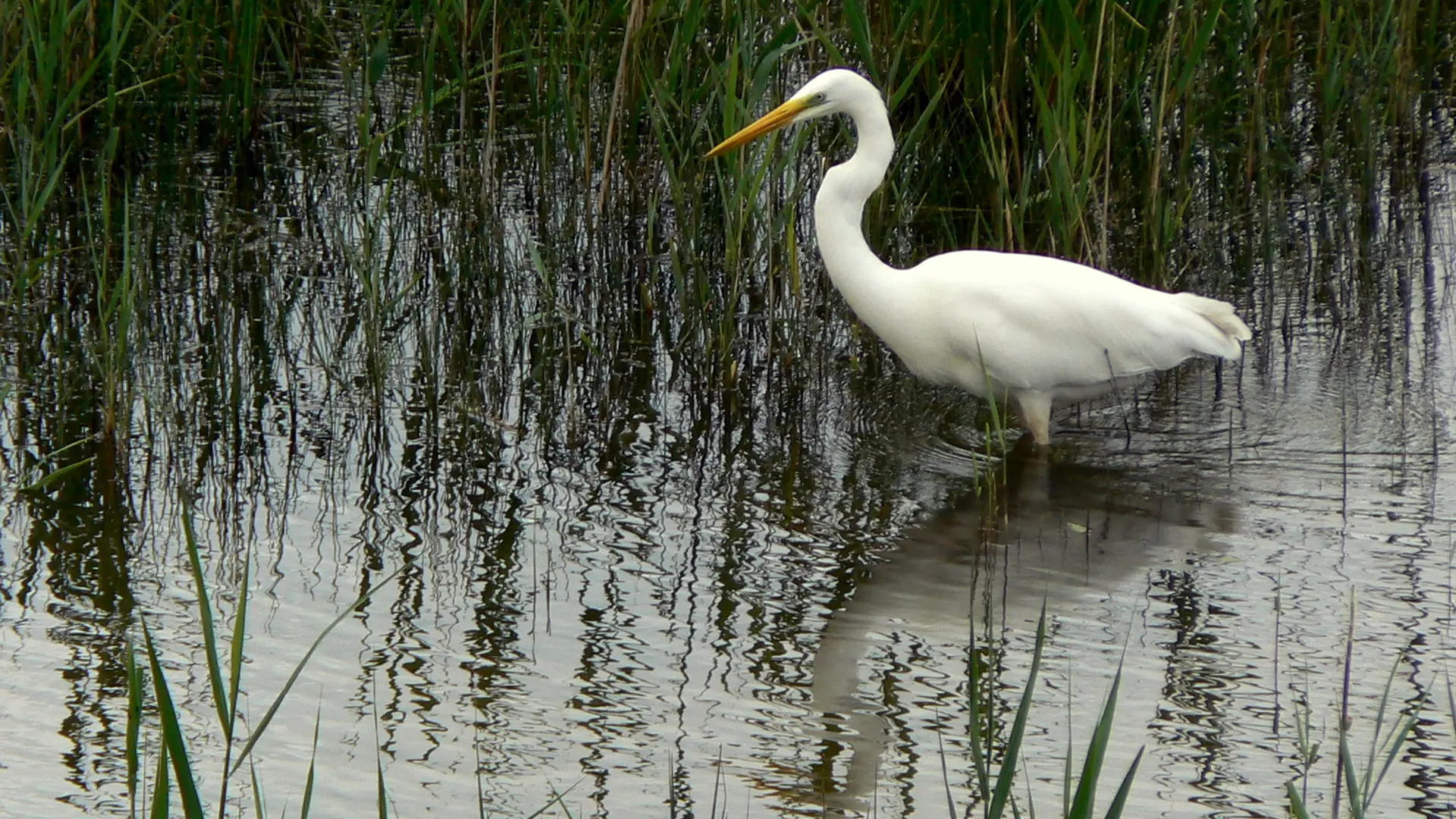 Aigrette