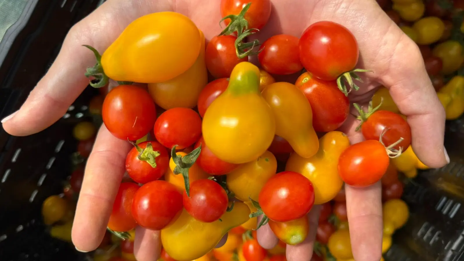 Maraichage biologique