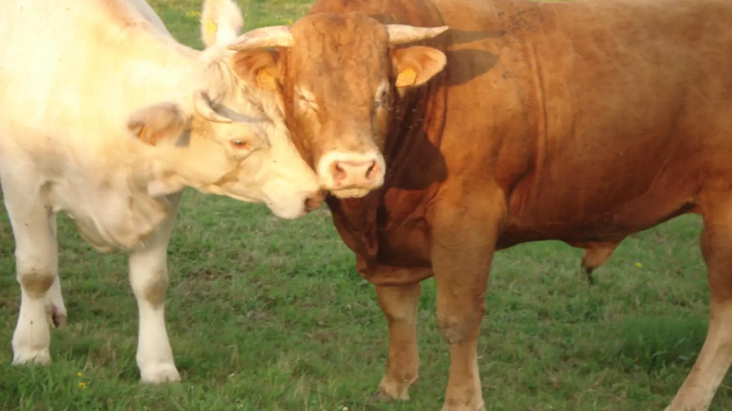 L'amour est dans le pré
