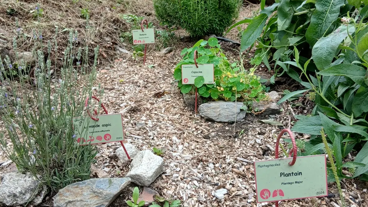 Plantes aromatiques