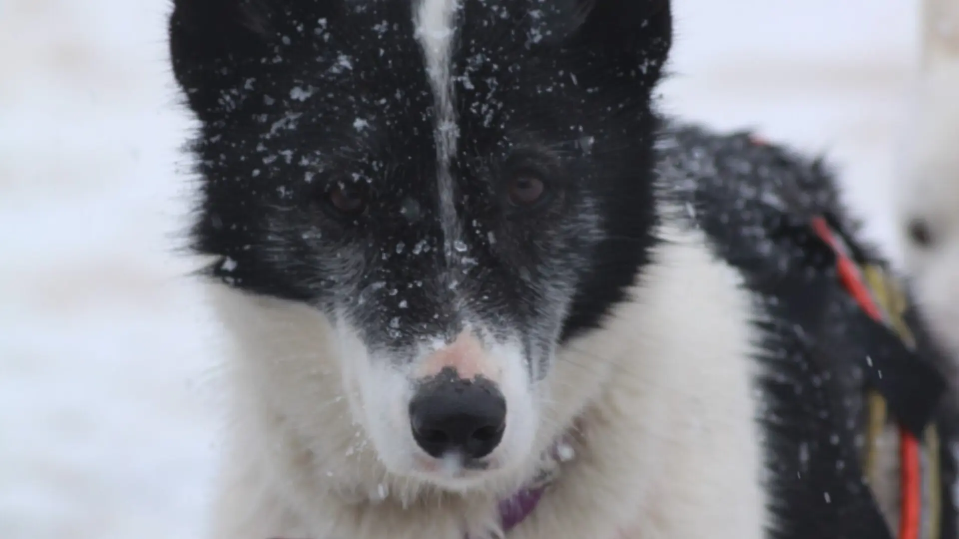 Tara : Une chienne de tête, exceptionnelle !