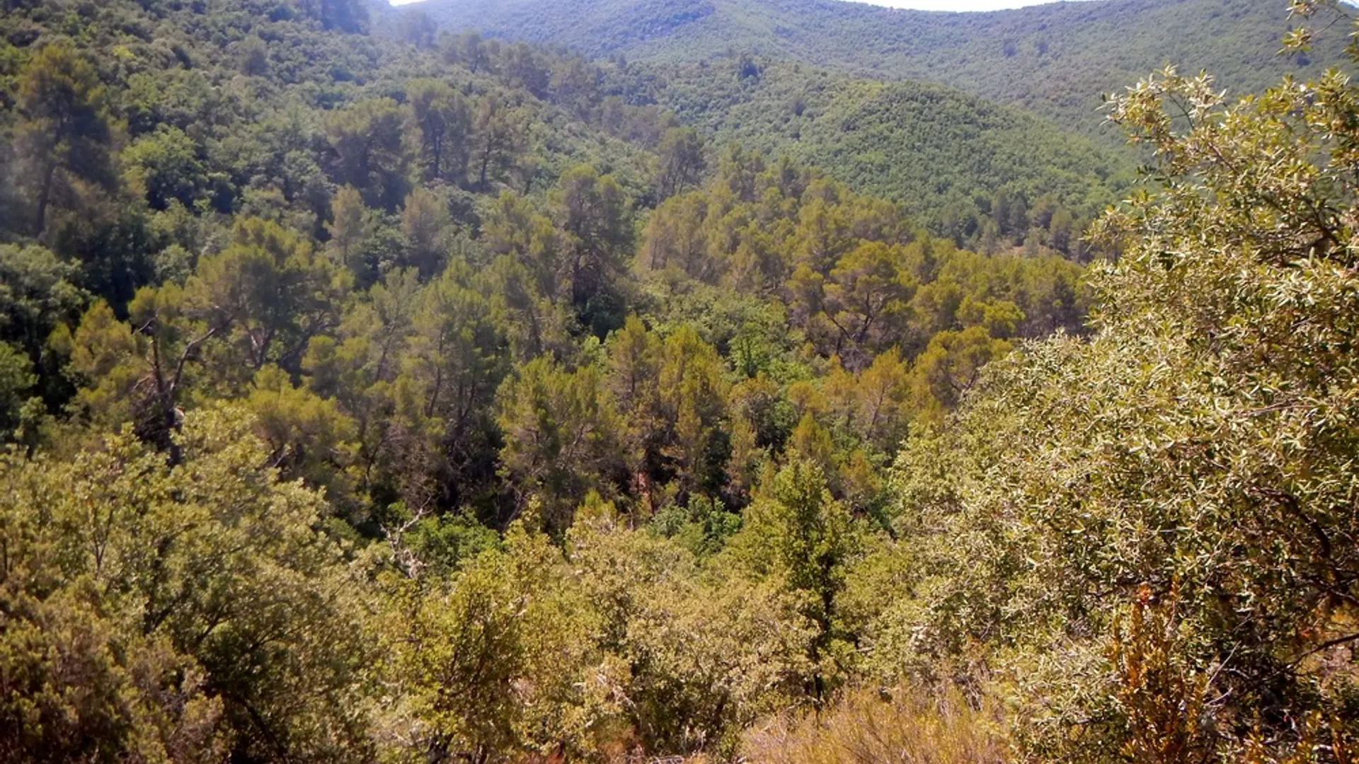 Collines du haut Var
