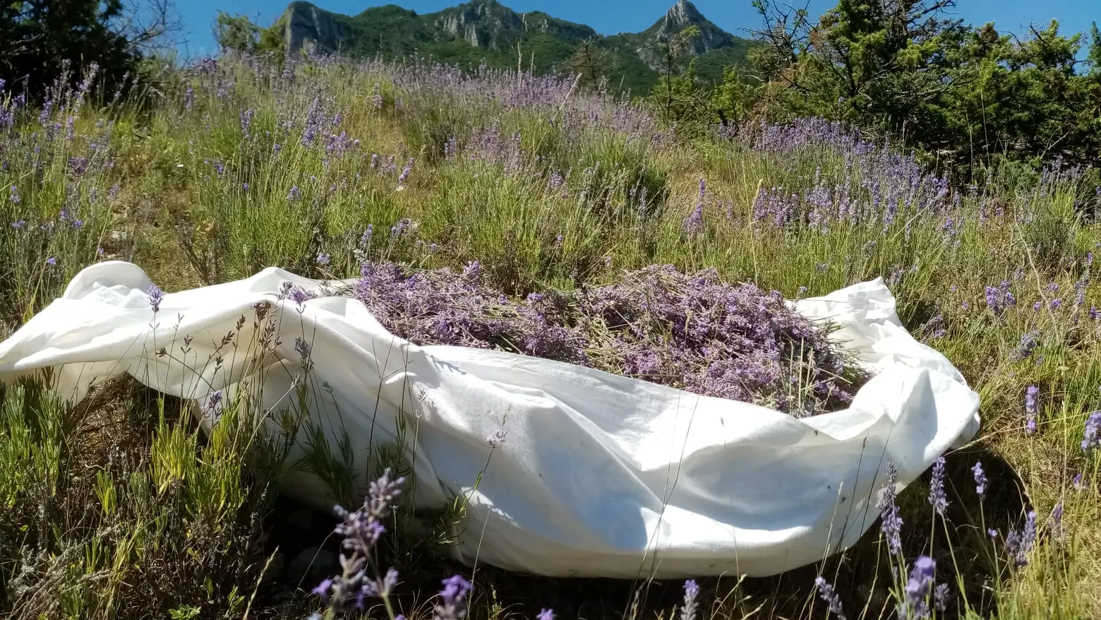 Cueillette de la lavande