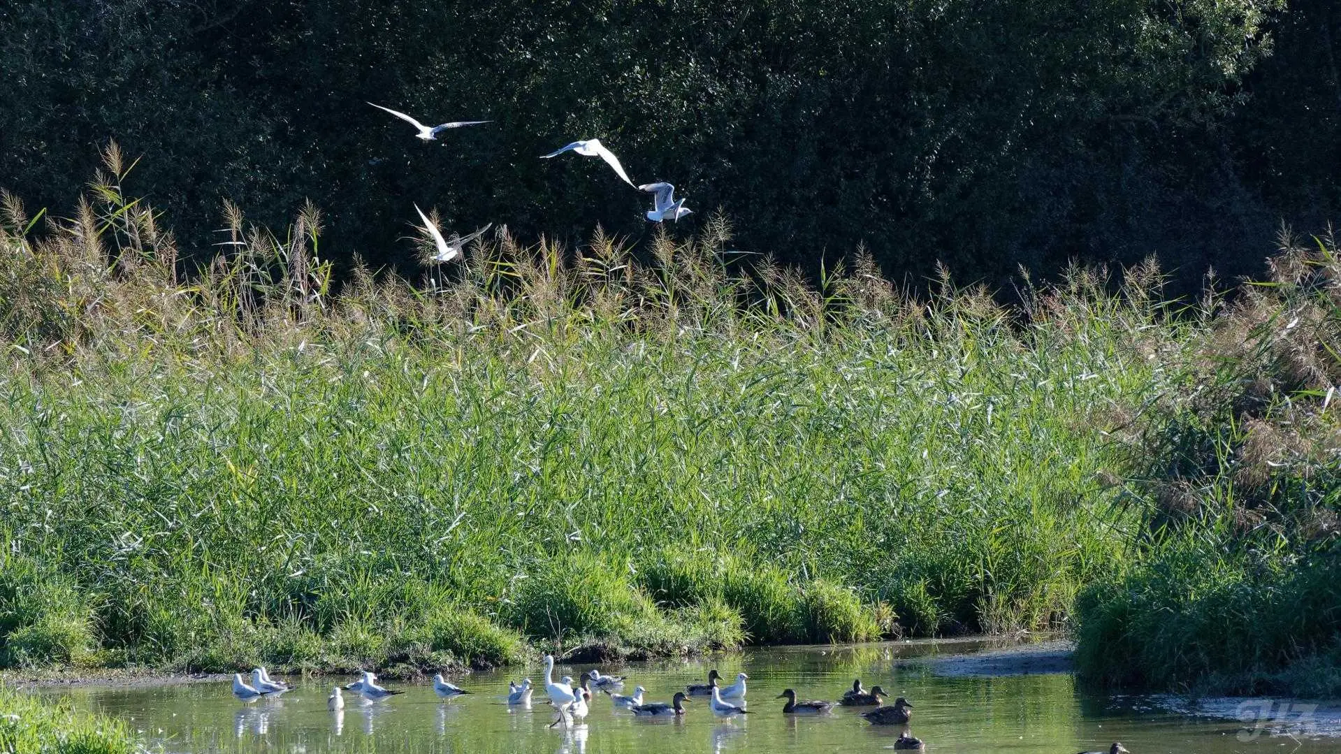 Etang du domaine