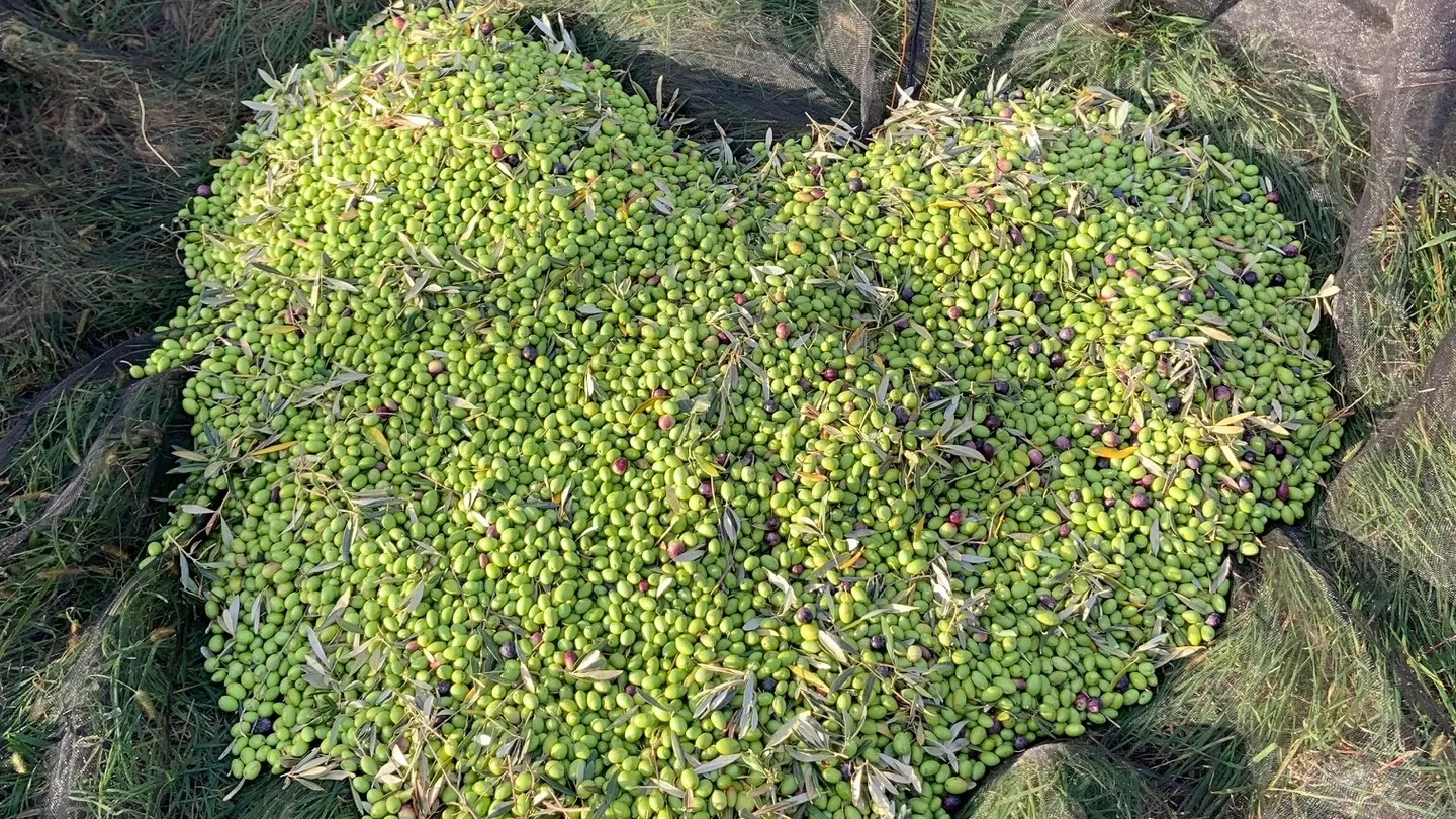 Amouriès - Domaine Delabarre Olive oil producer in Mouriès Heart in olives