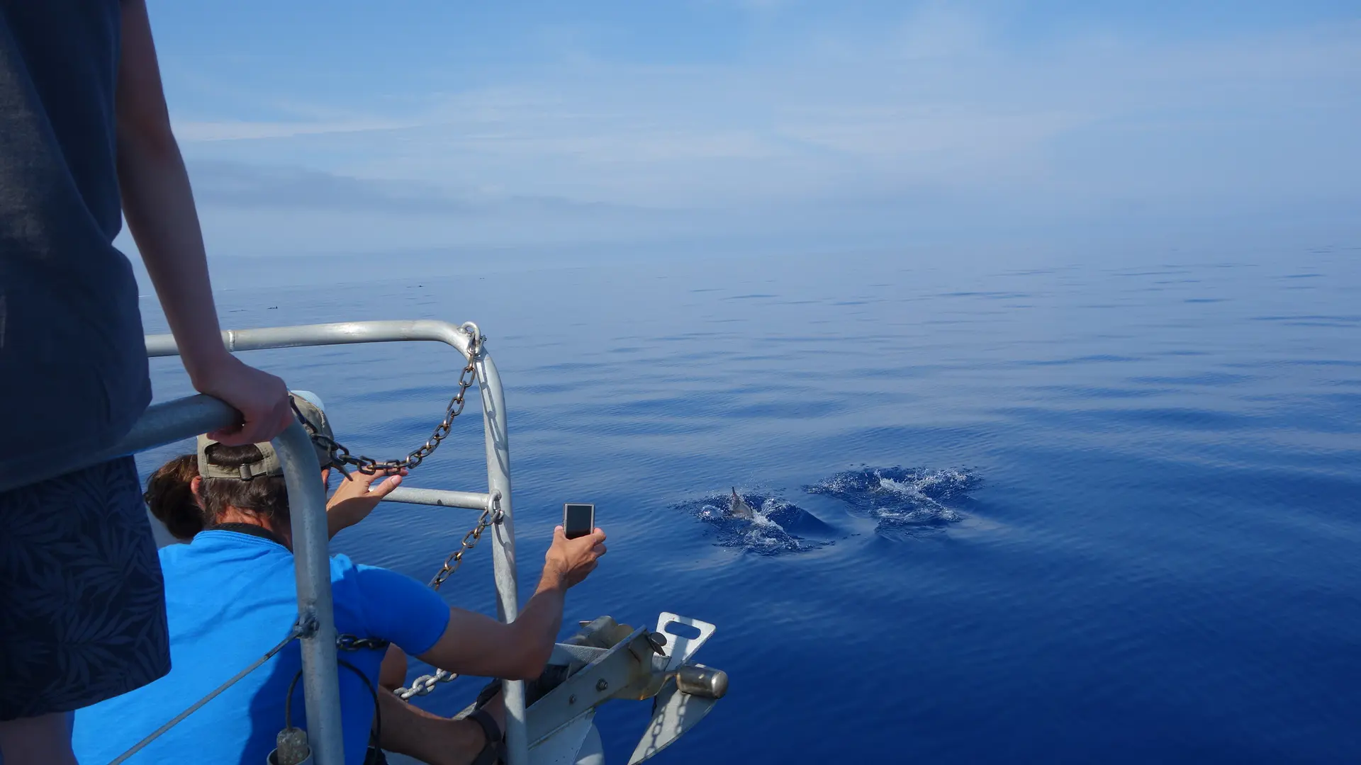 A la rencontre des dauphins et mammifère