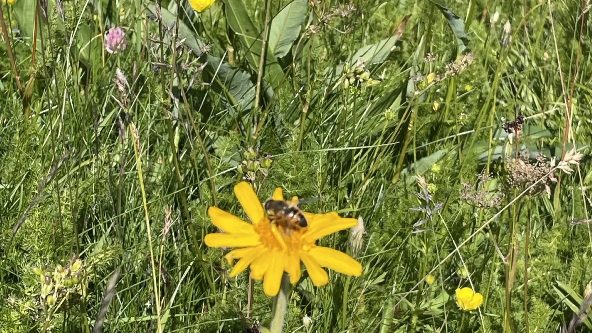 Arnica butiné par abeille