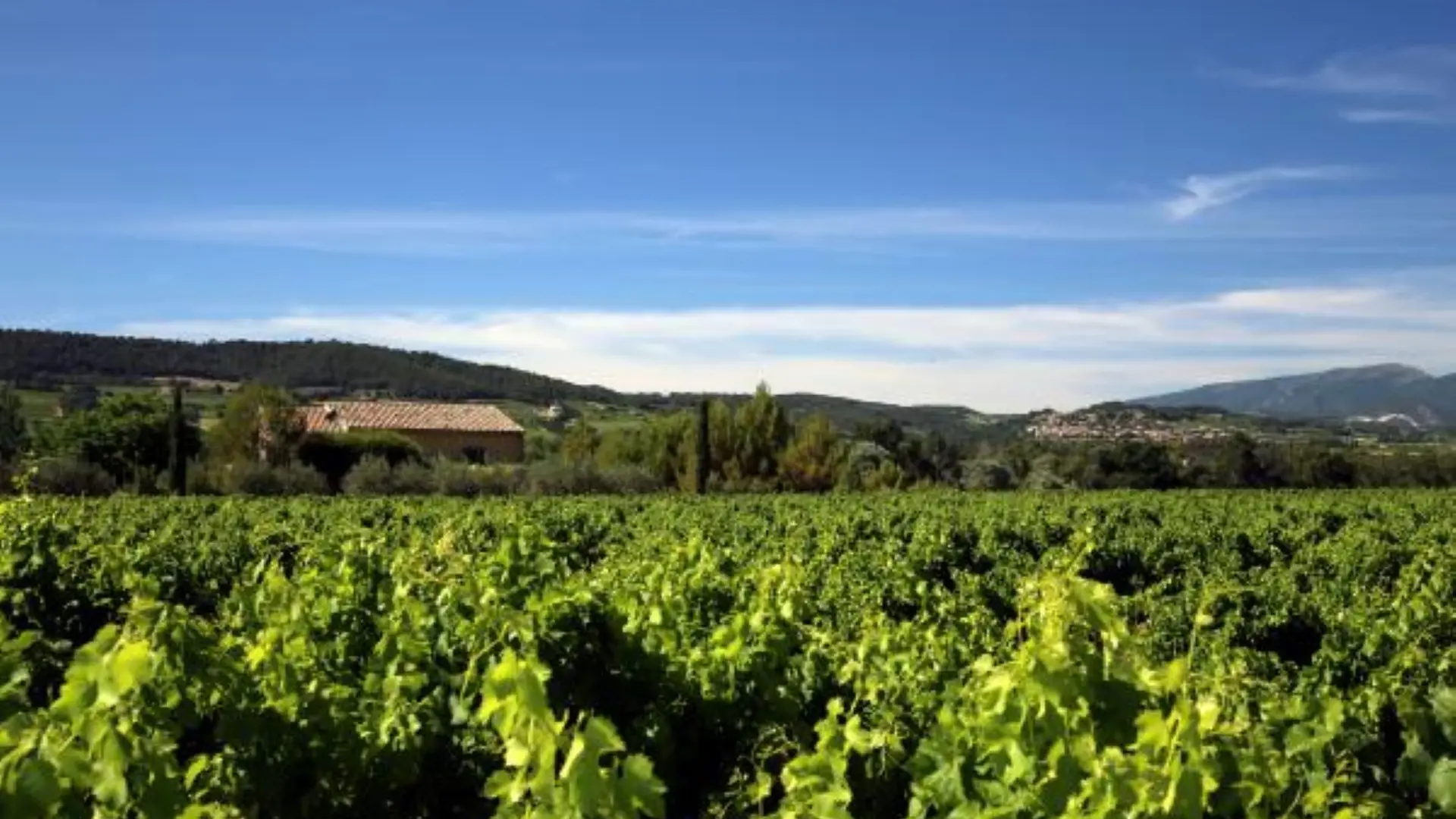 Vue du gîte depuis les vignes