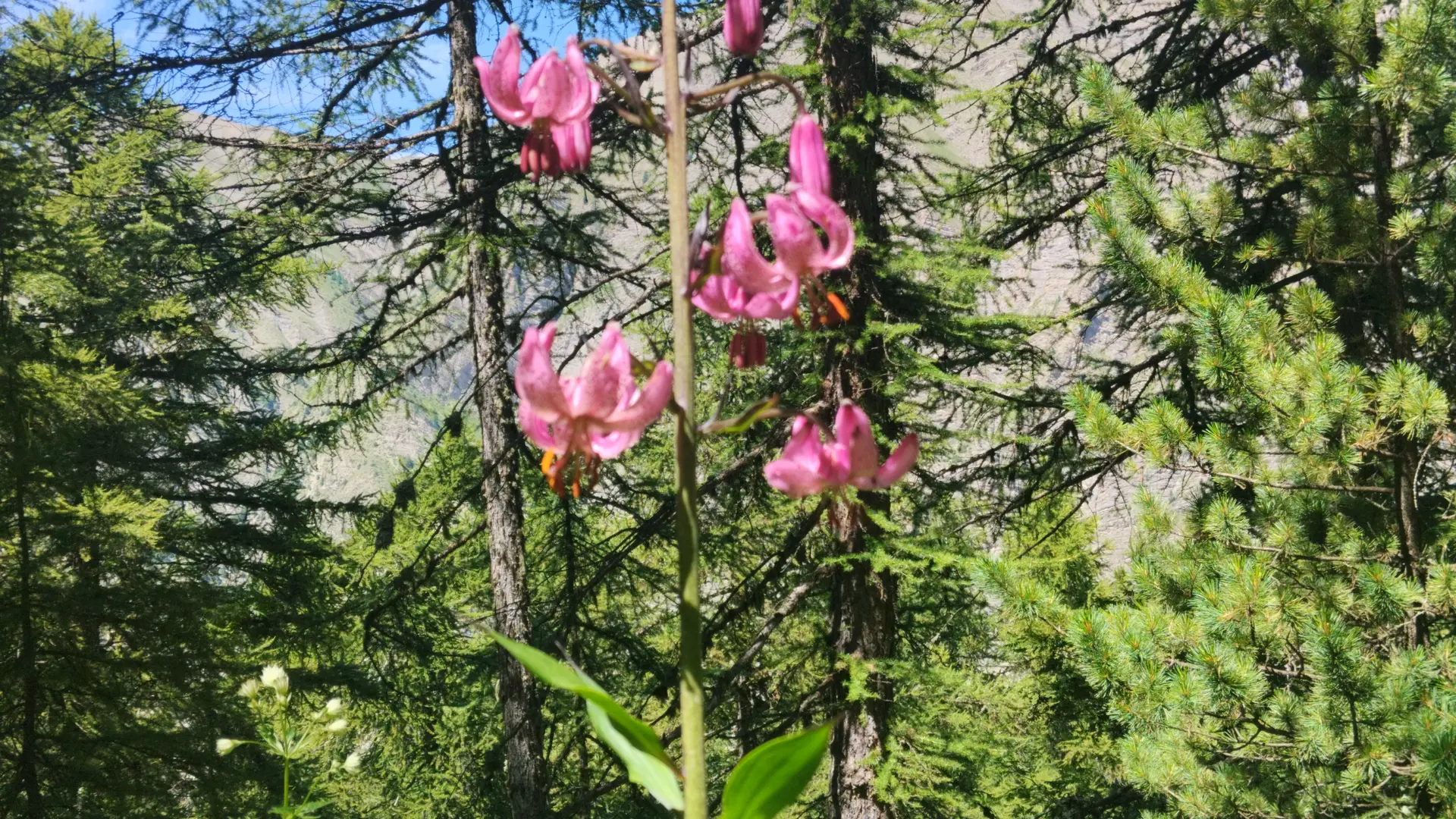 Chastan Sport - Randonnée trottinette Tout Terrain et location Fat Bike à assistance électrique_Crévoux