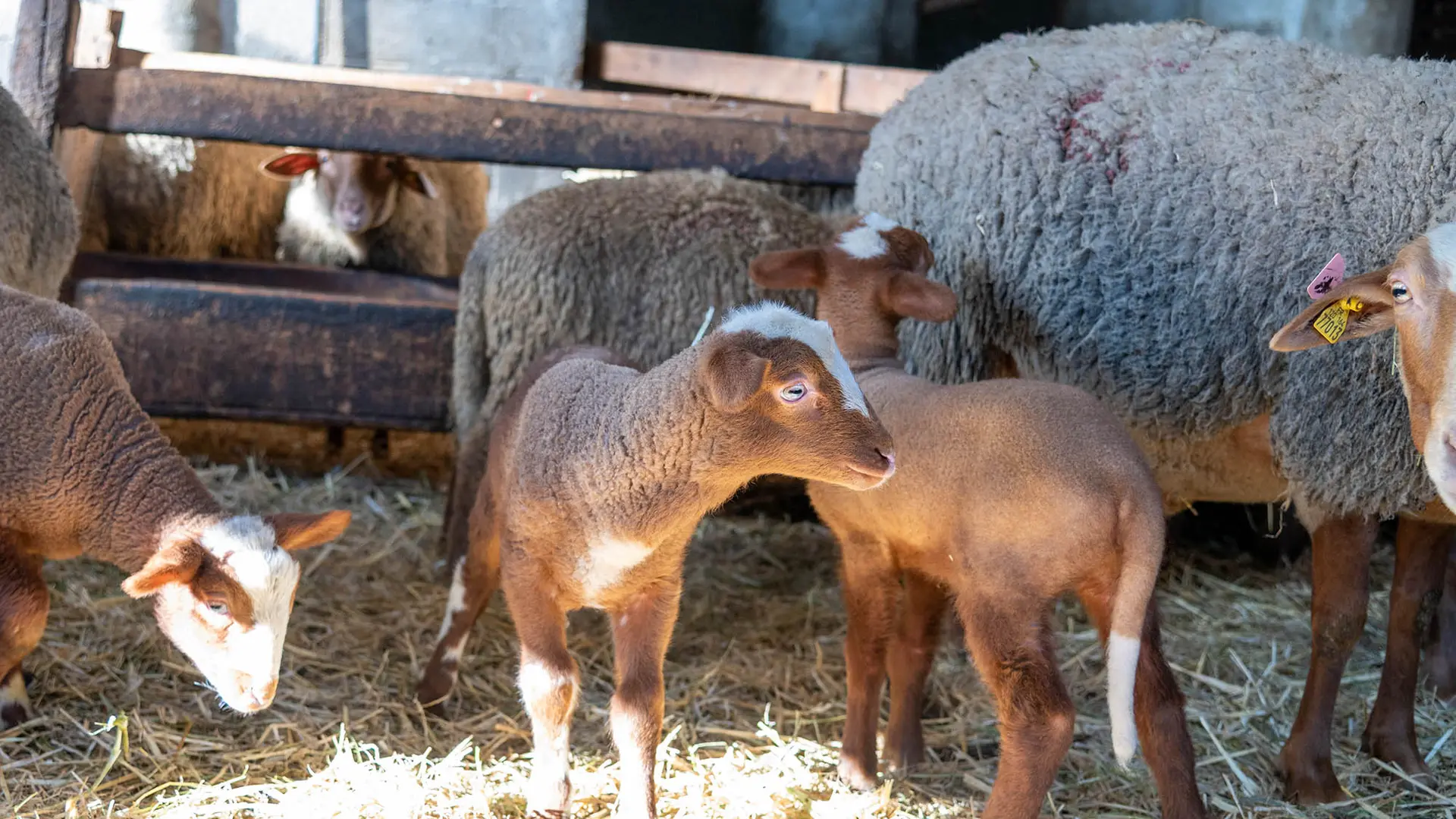 Ferme du Pra Simon