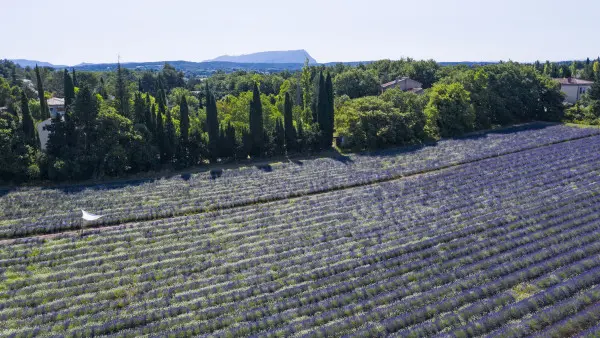 Visite d'un champ de Lavande Aix en Provence