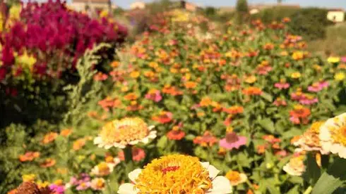 Zinnias, fleur d'été !